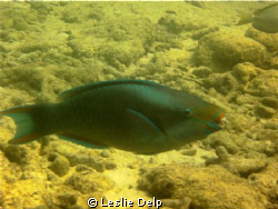 Who took my tooth brush!!
This is from my first dive wit... by Leslie Delp 